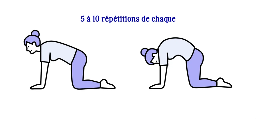Illustration. Étirement du chat et de la vache